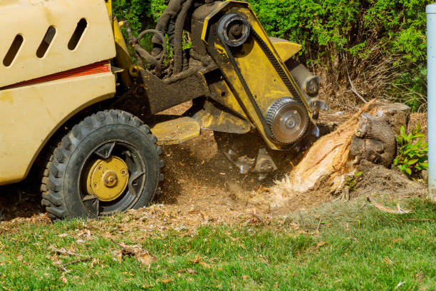 Best Tree Cutting Near Me  in Proctor, VT